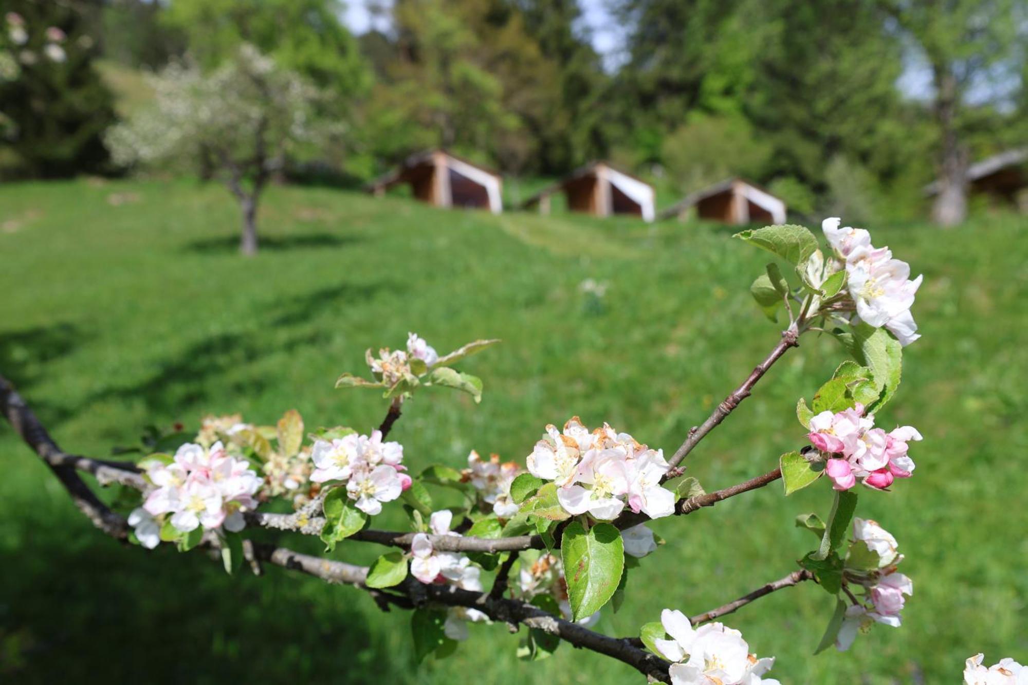 Вілла Mountain View Glamping Довє Екстер'єр фото