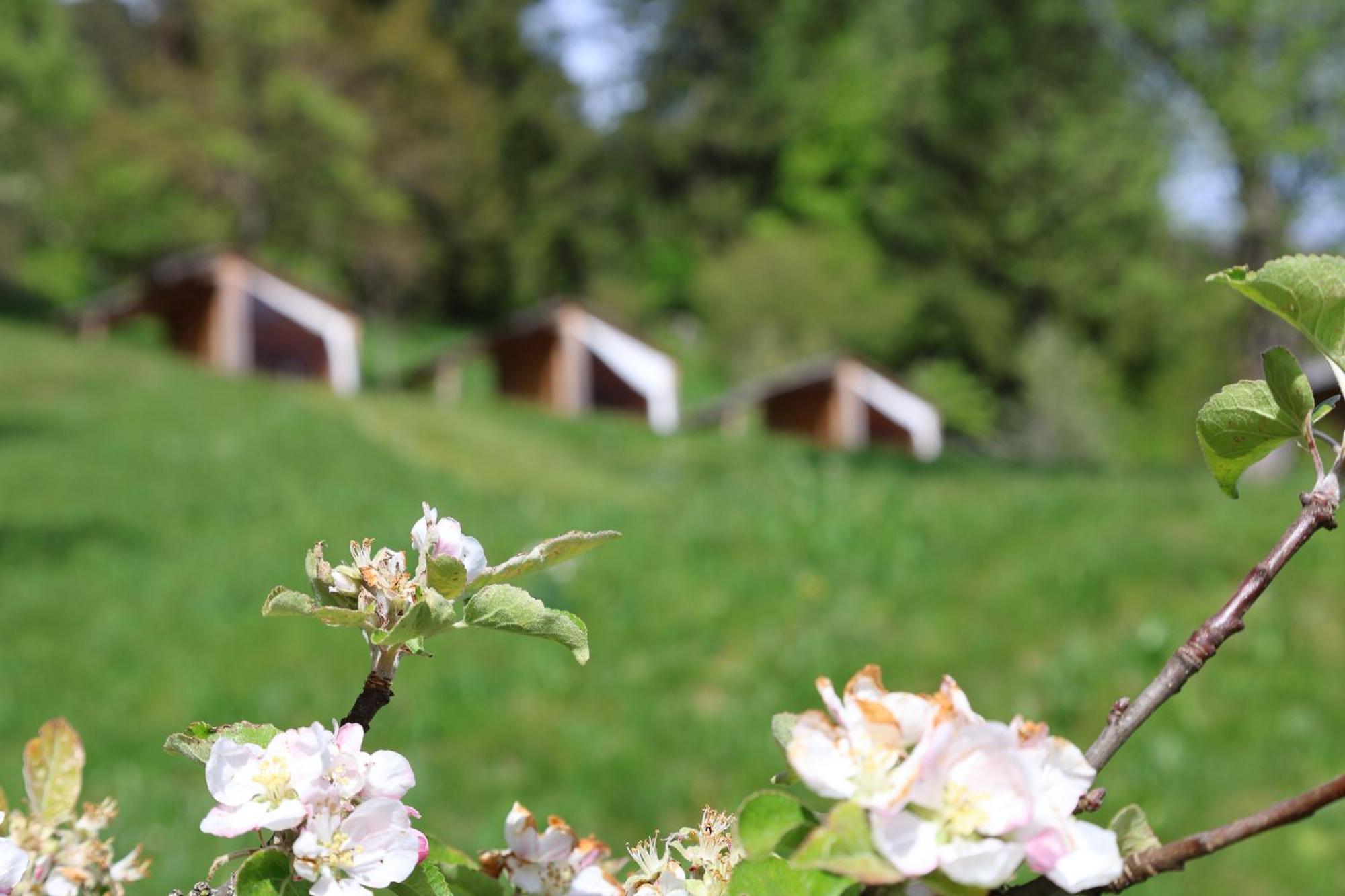 Вілла Mountain View Glamping Довє Екстер'єр фото