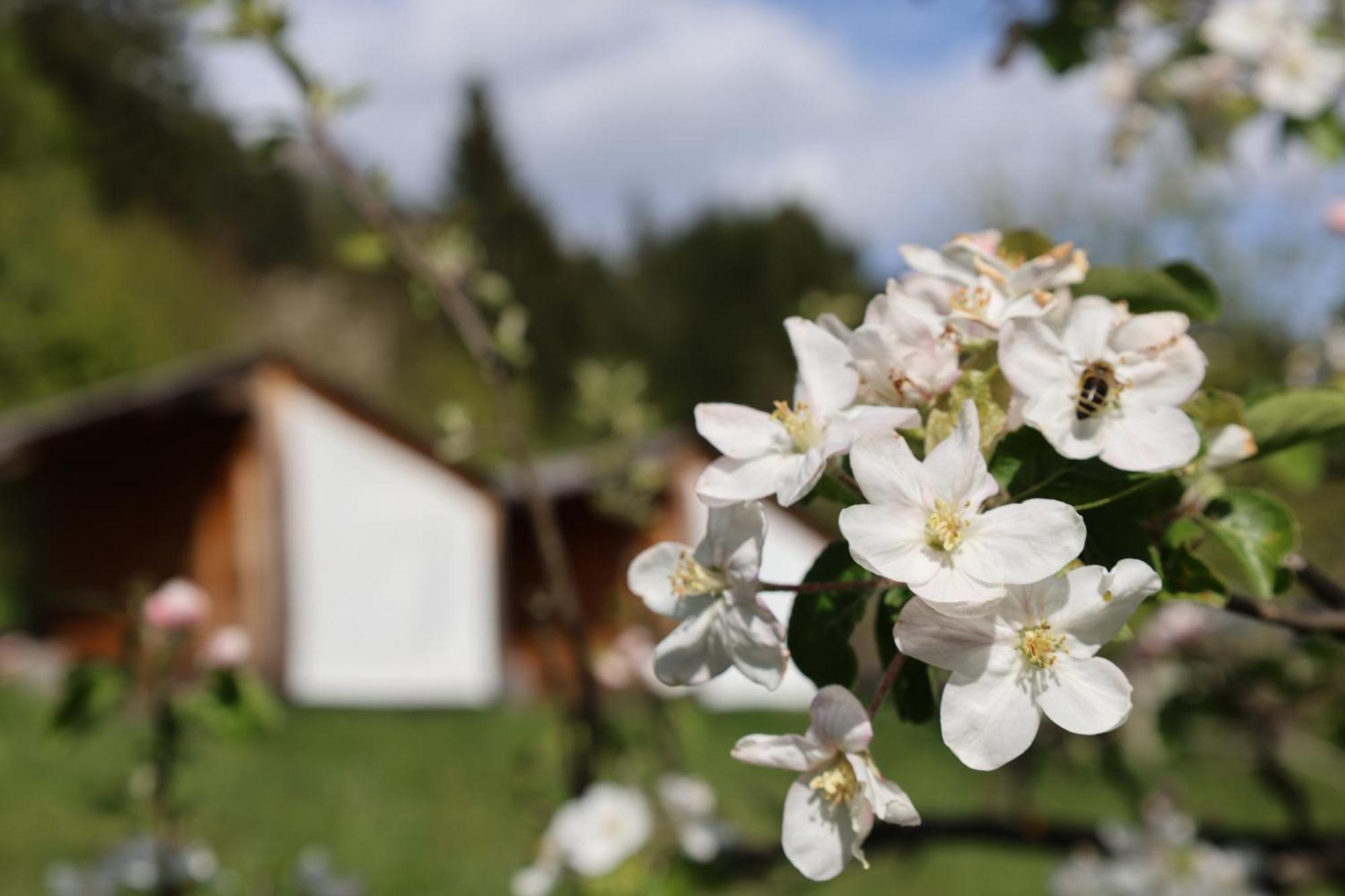 Вілла Mountain View Glamping Довє Екстер'єр фото